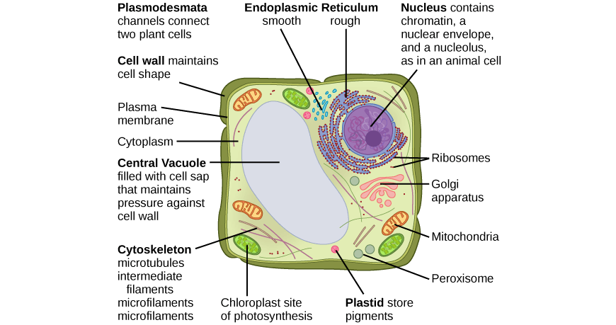 beginners-guide-year-11-biology-plant-cell