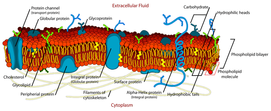 beginners-guide-year-11-biology-cytoplasm