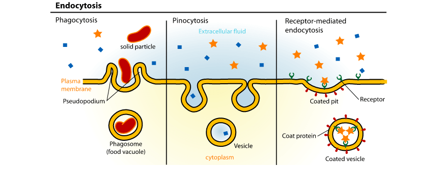 beginners-guide-year-11-biology-endocytosis