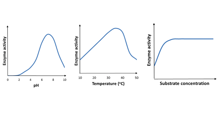 beginners-guide-year-11-biology-enzym-activity-all-graphs