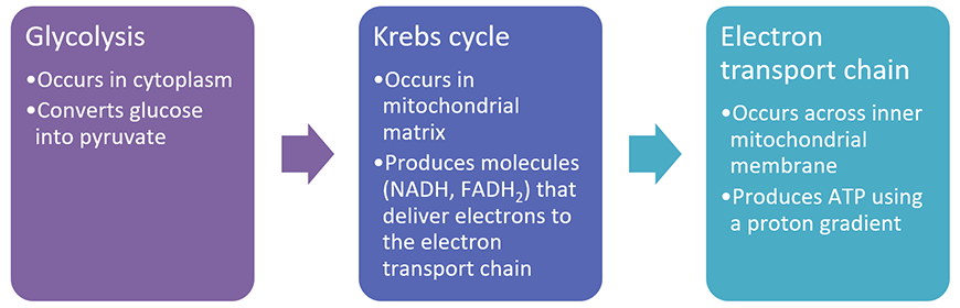 beginners-guide-year-11-biology-glycosis-krebbs-cycle-electron-transport-chain