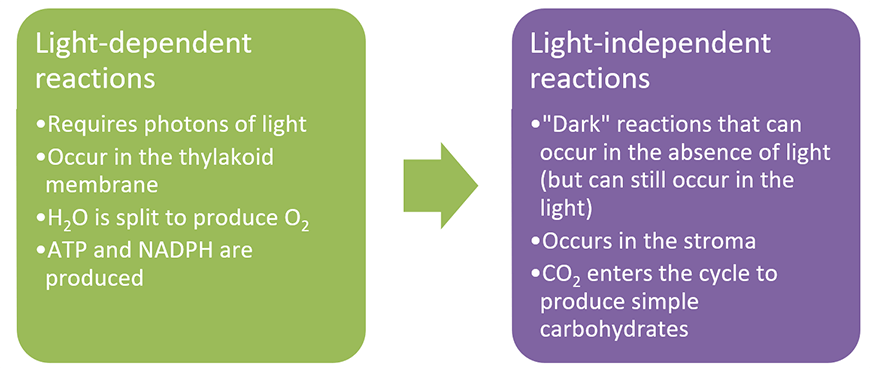 beginners-guide-year-11-biology-light-dependent-light-independent-reactions