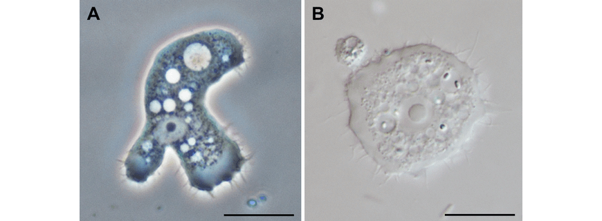 beginners-guide-year-11-biology-lighting-techniques-microscopy