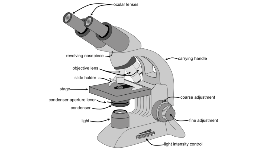 beginners-guide-year-11-biology-microscope