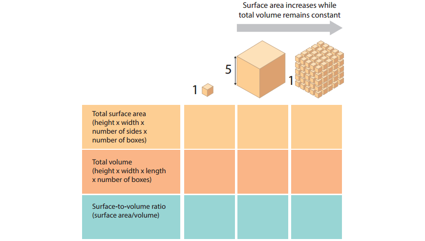 beginners-guide-year-11-biology-surface-area-to-volume-ratio