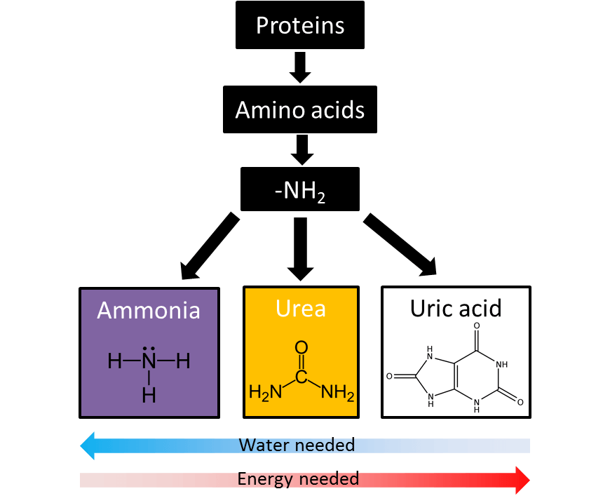 beginners-guide-year-11-biology-uric-acid