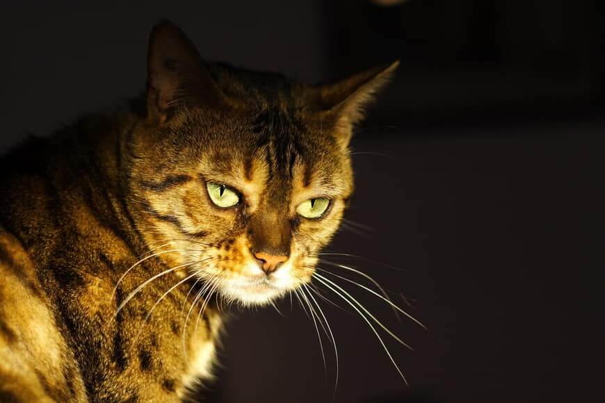 ultimate film techniques list image of a cat illustrating lighting from below