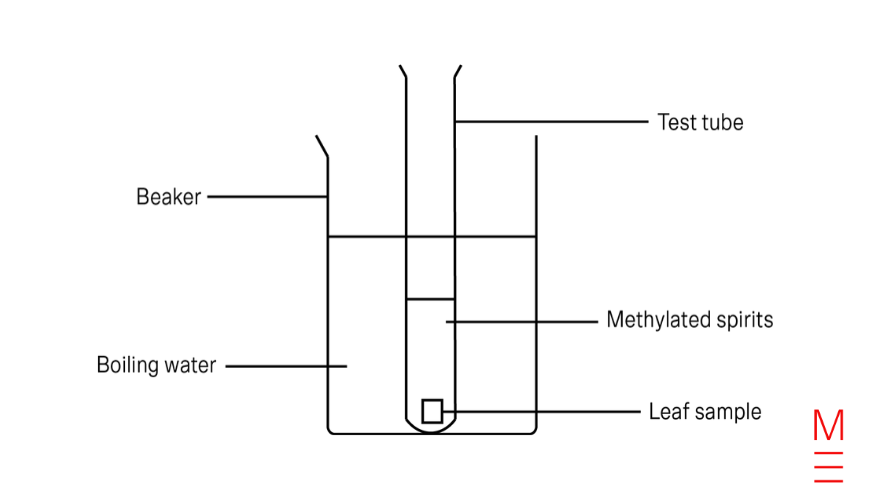 blog-how-to-write-a-scientific-report-scientific-diagram-photosynthesis