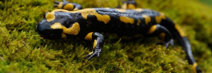 biological diversity Californian salamander