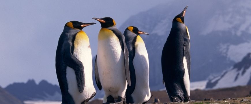 guide-biology-year-11-module-3-biological-diversity-adaptations-penguins