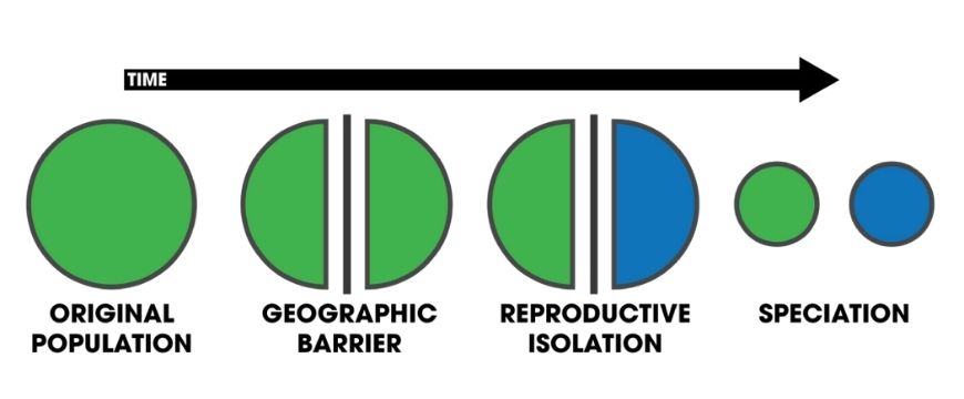 guide-biology-year-11-module-3-biological-diversity-allopatric