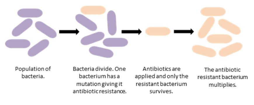 guide-biology-year-11-module-3-biological-diversity-antibiotic