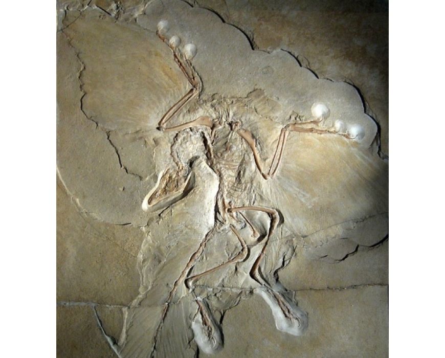 guide-biology-year-11-module-3-biological-diversity-archaeopteryx