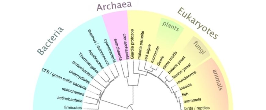 guide-biology-year-11-module-3-biological-diversity-bacteria-archaea-eukaryotes