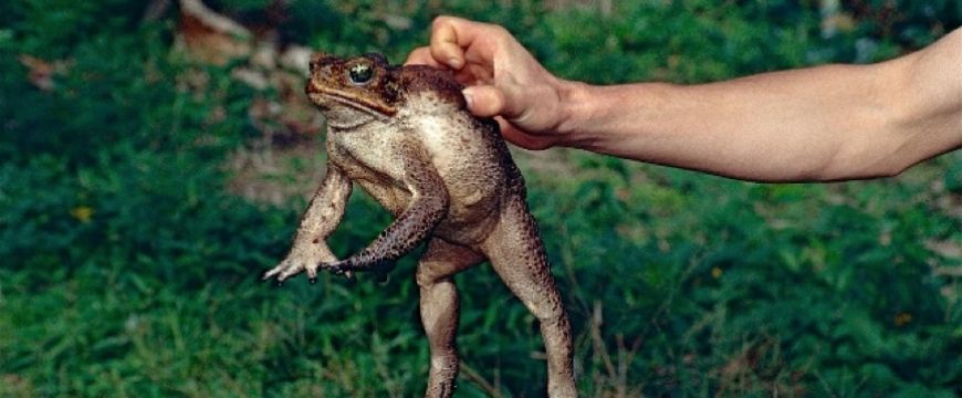 guide-biology-year-11-module-3-biological-diversity-cane-toad