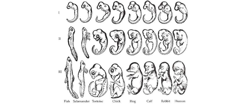 guide-biology-year-11-module-3-biological-diversity-comparative-embryology