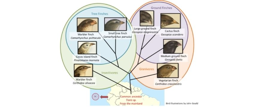 guide-biology-year-11-module-3-biological-diversity-darwins-finches