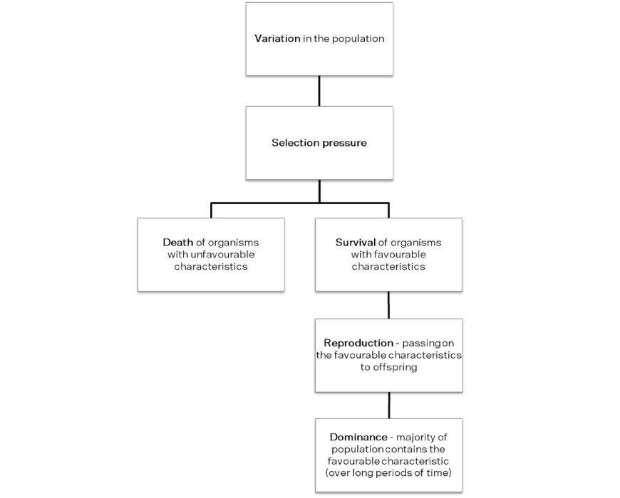 guide-biology-year-11-module-3-biological-diversity-evolution-flowchart