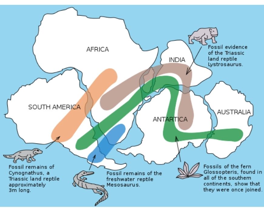 guide-biology-year-11-module-3-biological-diversity-geographic-divergence