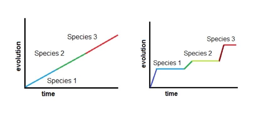 guide-biology-year-11-module-3-biological-diversity-gradualism-vs-punctuated-equillibrium