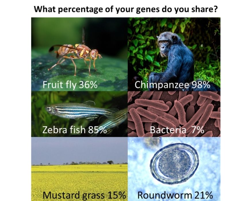 guide-biology-year-11-module-3-biological-diversity-horse-comparative-analysis-dna