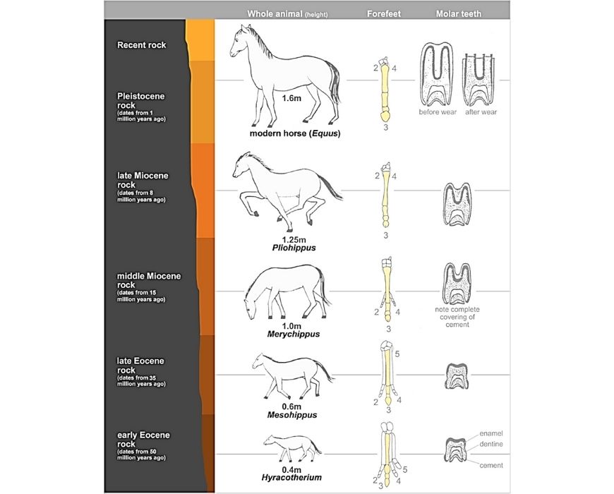 guide-biology-year-11-module-3-biological-diversity-horse-evolution