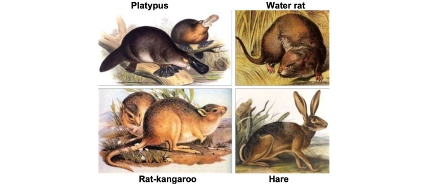 guide-biology-year-11-module-3-biological-diversity-marsupial-vs-placenta