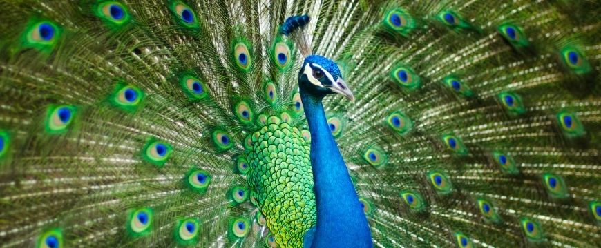 guide-biology-year-11-module-3-biological-diversity-peacock