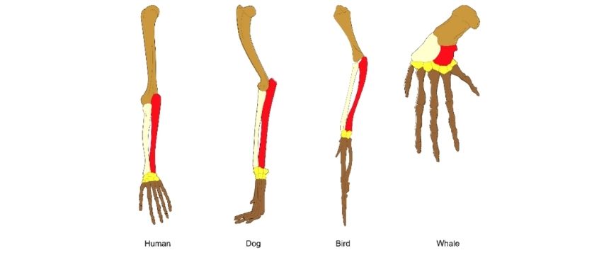 guide-biology-year-11-module-3-biological-diversity-pentadactyl-limb