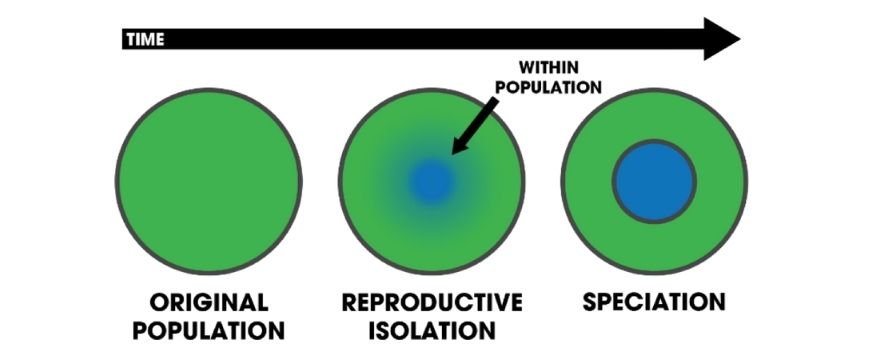 guide-biology-year-11-module-3-biological-diversity-sympatric