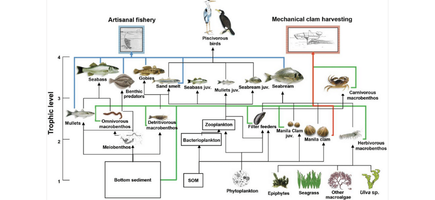 guide-biology-year-11-module-4-ecosystem-dynamics-food-web