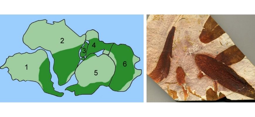 guide-biology-year-11-module-4-ecosystem-dynamics-glossopteryx-continental-drift