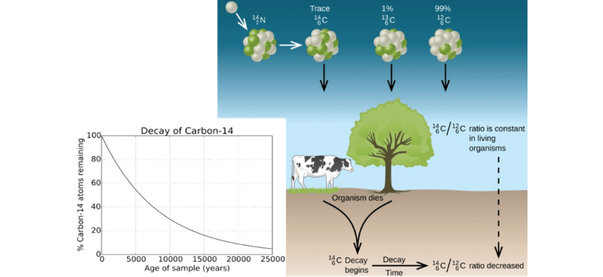 guide-biology-year-11-module-4-ecosystem-dynamics-radioactive-carbon-dating