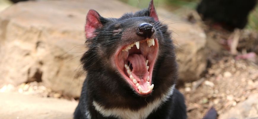 guide-biology-year-11-module-4-ecosystem-dynamics-tasmanian-devil