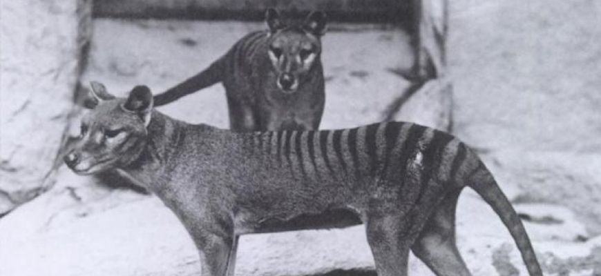 guide-biology-year-11-module-4-ecosystem-dynamics-tasmanian-tiger