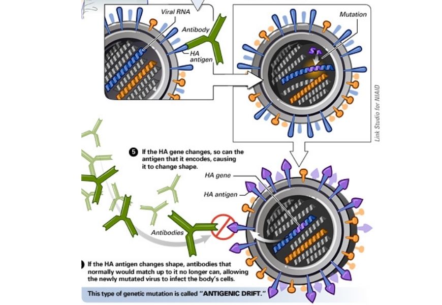 guide-biology-year-12-module-7-infectious-disease-antigenic-drift-of-flu