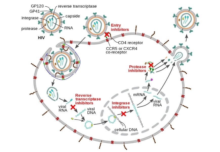 guide-biology-year-12-module-7-infectious-disease-antiviral