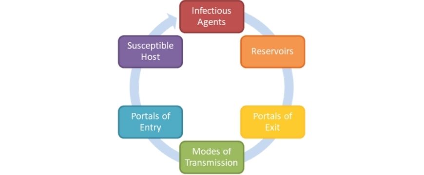 guide-biology-year-12-module-7-infectious-disease-chain-of-infection