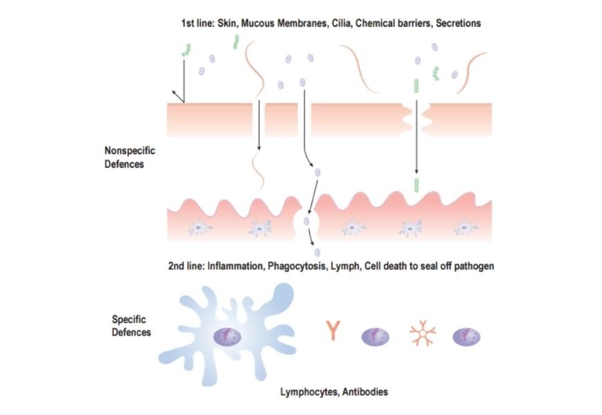 guide-biology-year-12-module-7-infectious-disease-lines-of-defences