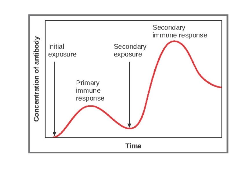 guide-biology-year-12-module-7-infectious-disease-primary-and-secondary-response