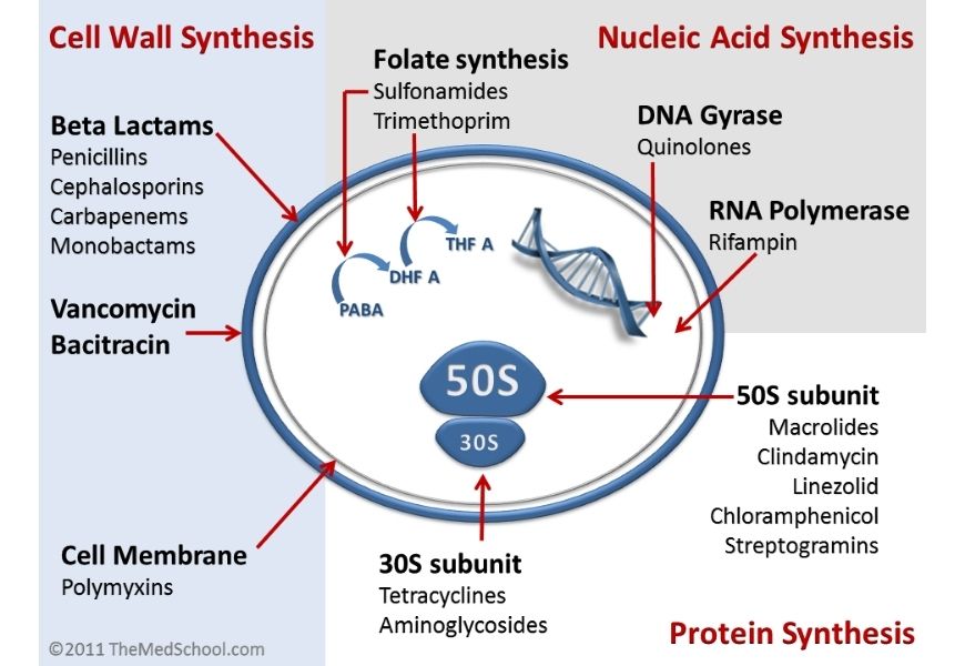 guide-biology-year-12-module-7-infectious-disease-protein-synthesis