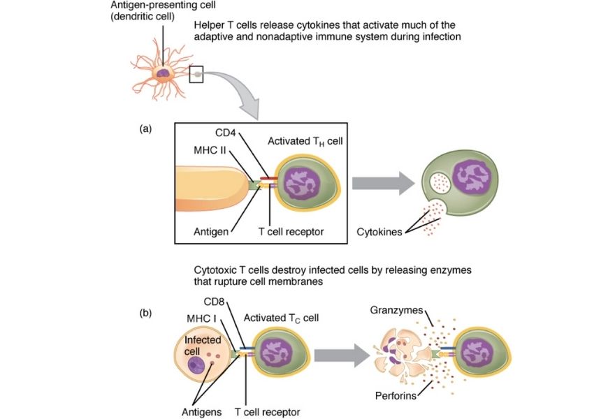 guide-biology-year-12-module-7-infectious-disease-t-cells