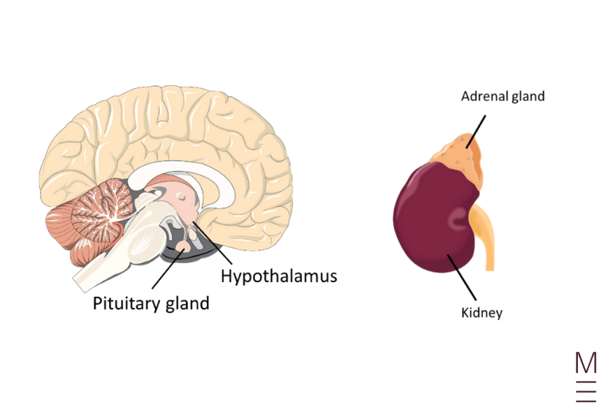 guide-biology-year-12-module-8-non-infectious-disease-and-disorders-brain-kdiney-functions