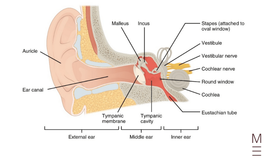 guide-biology-year-12-module-8-non-infectious-disease-and-disorders-ear-diagram