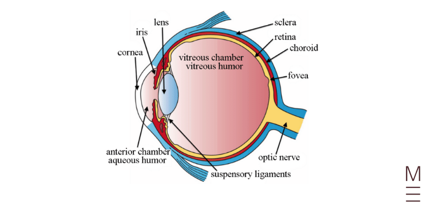 guide-biology-year-12-module-8-non-infectious-disease-and-disorders-eye-diagram