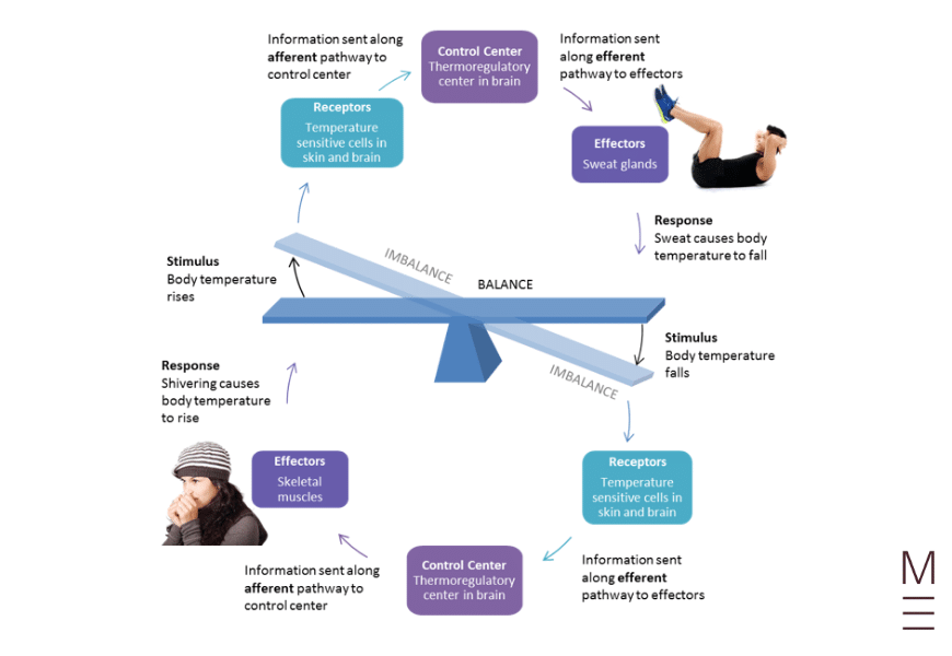 guide-biology-year-12-module-8-non-infectious-disease-and-disorders-feedback-loop-stretch