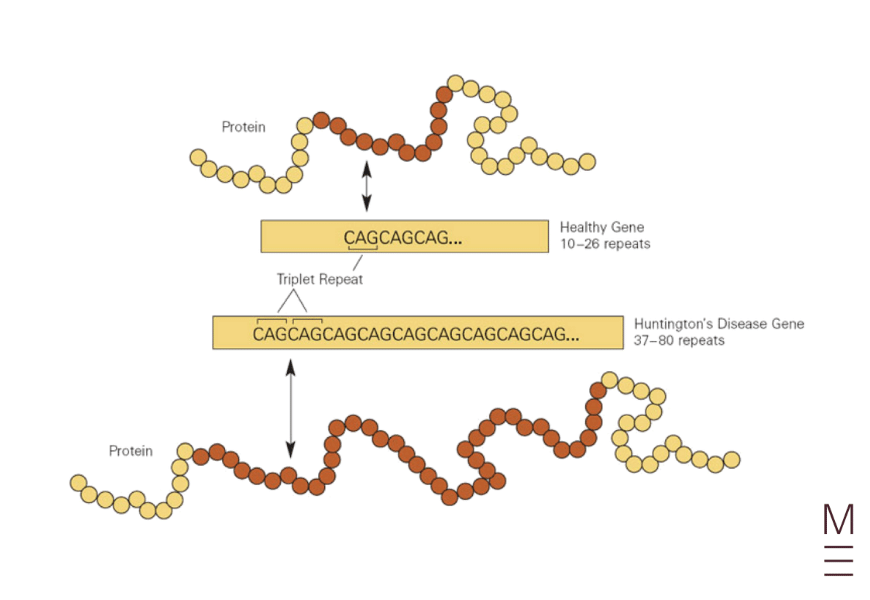 guide-biology-year-12-module-8-non-infectious-disease-and-disorders-huntingtons-disease-protein-makeup