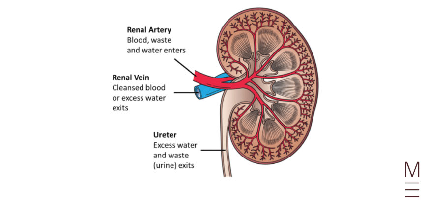 guide-biology-year-12-module-8-non-infectious-disease-and-disorders-kidney-function