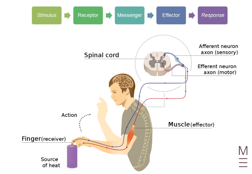 guide-biology-year-12-module-8-non-infectious-disease-and-disorders-stimulus-response-system