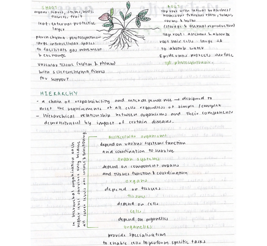 blog-success-secret-jennifers-preparation-hacks-to-ace-year-11-exam-biology-notes-with-diagram